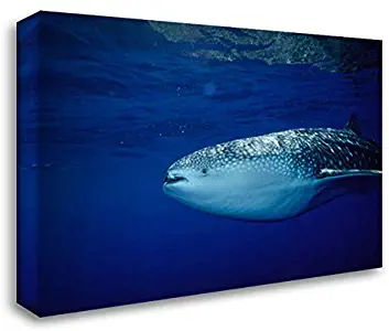 Nicklin, Flip 24x16 Gallery Wrapped Stretched Canvas Art Titled: Whale Shark Portrait, Largest Shark Species, Cocos Island, Costa Rica