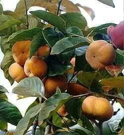 Marthas Secrets Fuyu Giant Japanese Persimmon Tree Grafted ships from Marthas Secrets Cannot Ship to CA, AZ, AK, HI, OR or WA Per State Laws