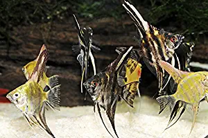 Aquarium Plants Discounts Fancy Mixed Angelfish 3/4" to 1" - Freshwater Live Tropical Fish