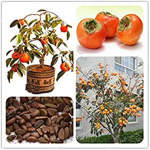 WANCHEN 20 Pcs Persimmon Bonsai Exotic Bonsai Beautiful Delicious Diospyros Kaki Fruit Tree Home Garden Plant Fruit Bonsai Potted Plant (Seeds not Plants)