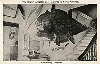 The largest Alligator ever captured in North America Belfast, Maine ME Original Vintage Postcard