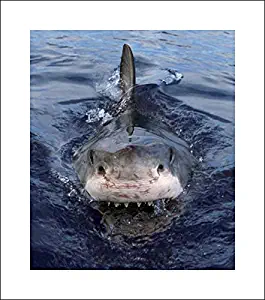 Huge 46x53 Parry, Mike Art Print by Museum Prints Titled Great White Shark at Surface, Cape Province, South Africa