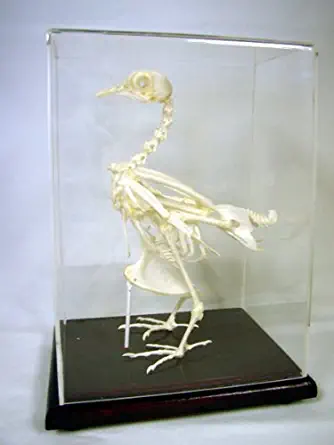 C & A Scientific - Premiere 51003 Real Pigeon Skeleton