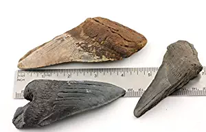 Megalodon Fossil Shark Teeth - 3 Pieces of XL Size (3.5 to 4.5 Inch) Fragments Plus 2 Small Teeth
