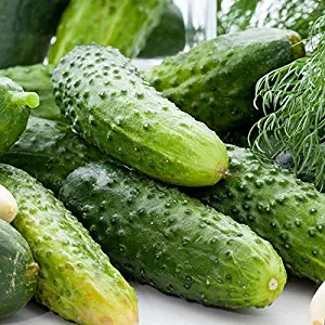 30 Wisconsin SMR 58 Pickling Cucumber Seeds #SE03