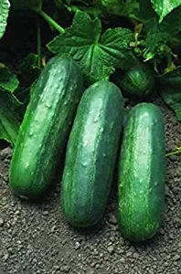 Eureka F1 Cucumber Seeds (80 Seed Pack)