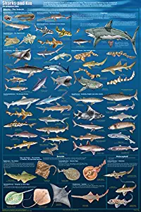 Sharks & Kin Sealife Mammals Educational Science Classroom Chart Print Poster 24x36