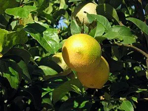 Eureka Frost Lemon - Cold Hardy Down to 20 F. Degrees - (2 Year Old Tree) Can not Ship Any Citrus Outside The State of Texas