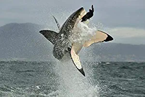 Great White Shark Breaching in an Attack A-9004317 (24x16 Gallery Quality Metal Art)