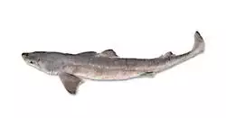 Nasco Dogfish Shark ("Squalus") - Size: Adult; Injection: Double Pregnant - Dissection & Science Education Materials - LS02472