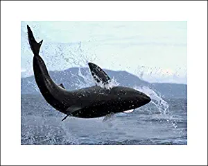 Huge 60x46 Parry, Mike Art Print by Museum Prints Titled Great White Shark Leaping Out of Water to Catch Seal, False Bay, South Africa