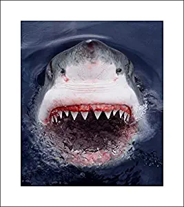 Huge 46x52 Parry, Mike Art Print by Museum Prints Titled Great White Shark at Surface, Cape Province, South Africa