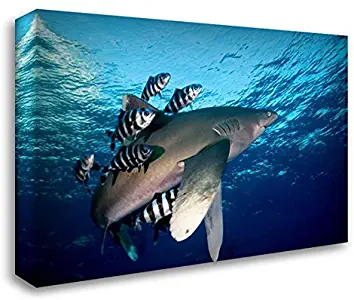 Van Beeck, Dray 24x16 Gallery Wrapped Stretched Canvas Art Titled: Oceanic White-tip Shark Close to The Surface