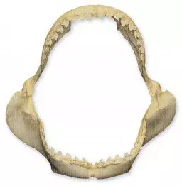 Tiger Shark Jaw (20 Inch Replica)