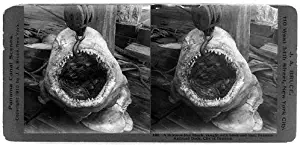 1910 Photo A thirteen-foot shark, caught with hook and line, Panama Railroad dock, city of Panama View looking into mouth of shark hanging on hook. Location: Panama