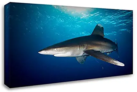 Van Beeck, Dray 24x15 Gallery Wrapped Stretched Canvas Art Titled: Oceanic White-tip Shark Close to The Surface