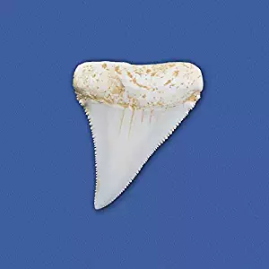 Nature-Watch Great White Shark Tooth Replica