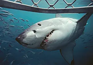 Posterazzi Poster Print Collection Great White Shark Inspecting a Diving Cage Victoria Australia Vwpics/Stocktrek Images, (34 x 22), Multicolored