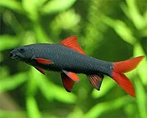 Rainbow Shark 2" - Freshwater Live Tropical Fish