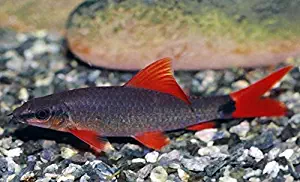WorldwideTropicals Live Freshwater Aquarium Fish - (2) 2-Pack 2.5-3 Rainbow Shark - 2-Pack of 2.5-3" Red Rainbow Shark - by Live Tropical Fish - Great For Aquariums - Populate Your Fish Tank!