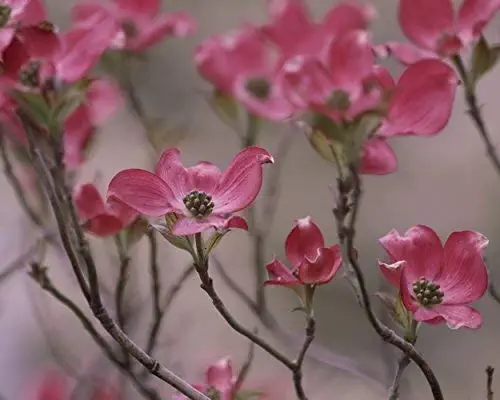 Pink Dogwood Flower Photograph - Pastel Pink Botanical Print - 'Pink Dogwood #1' Floral Wall Art