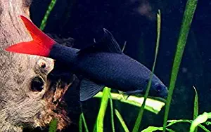 Redtail Shark Fish 2 inches - Freshwater Live Tropical Fish