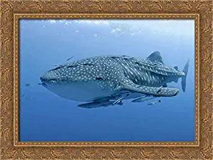 Shimlock, Jones 24x17 Gold Ornate Framed Canvas Art Print Titled: Indonesia, Papua Whale Shark and remoras