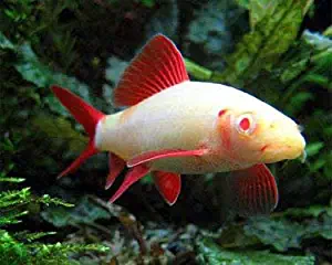 Quinn's Fins Live Freshwater Aquarium Fish -2.5 to 3.5 -" Albino Rainbow Shark - Albino Rainbow Shark - by Live Tropical Fish - Great for Aquariums - Populate Your Fish Tank!