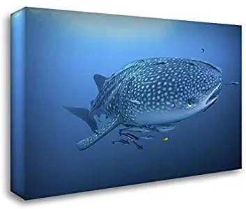 Shimlock, Jones 24x16 Gallery Wrapped Stretched Canvas Art Titled: Indonesia, Papua Whale Shark and remoras