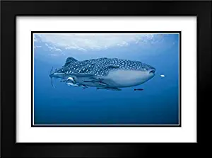 Shimlock, Jones 37x28 Black Modern Frame and Double Matted Museum Art Print Titled Indonesia, Papua Whale Shark and remoras